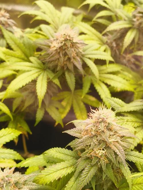 GOAT Tropicana FF. Week 17 - 4.04.26