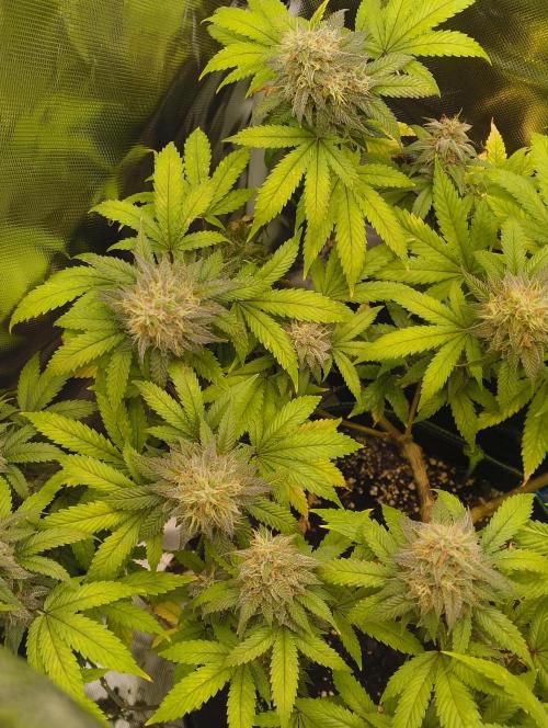 GOAT Tropicana FF. Week 17 - 4.04.26