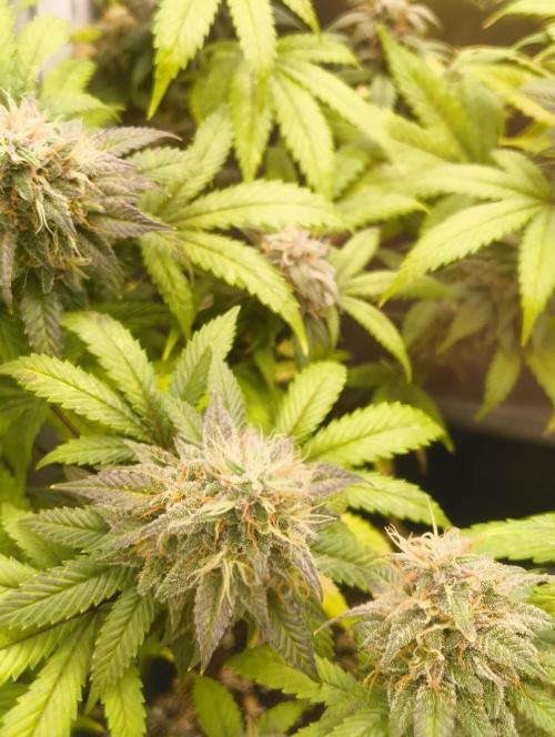 GOAT Tropicana FF. Week 17 - 4.04.26