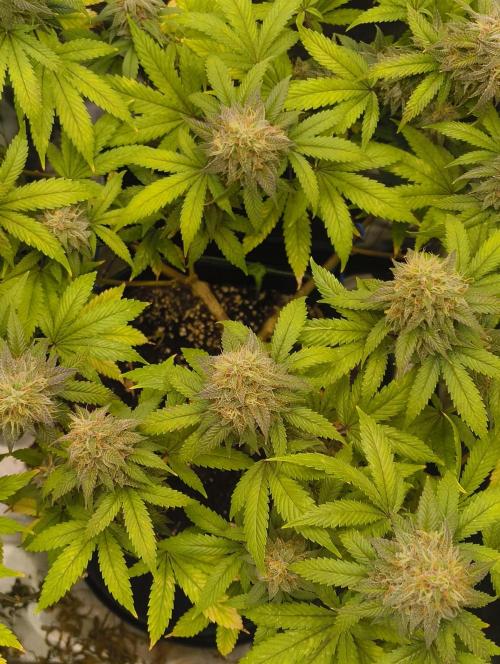 GOAT Tropicana FF. Week 17 - 4.04.26