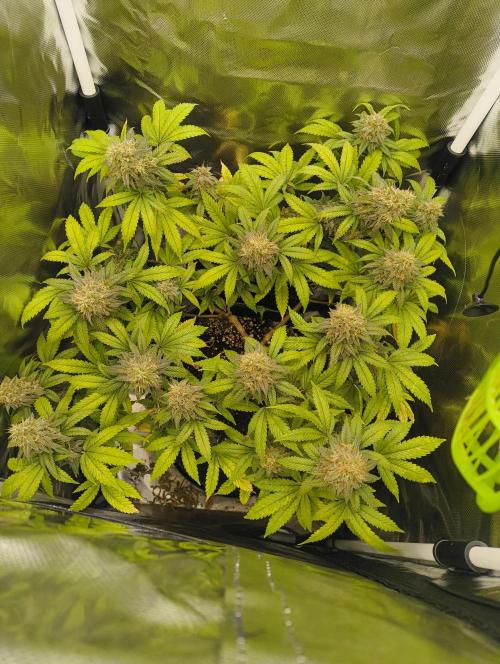 GOAT Tropicana FF. Week 17 - 4.04.26