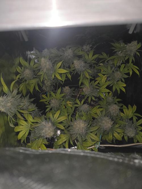 GOAT Tropicana FF. Week 17 - 6.04.26