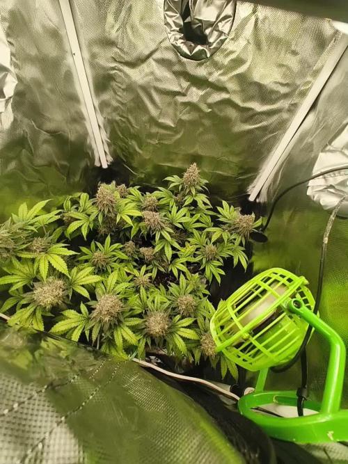 GOAT Tropicana FF