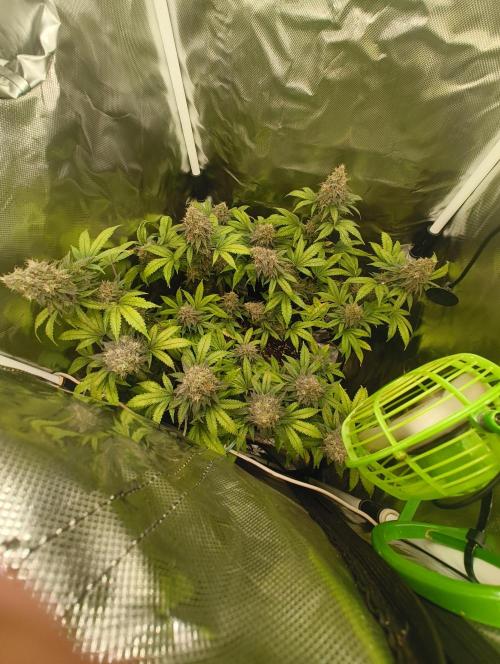GOAT Tropicana FF. Week 18 - 10.04.26