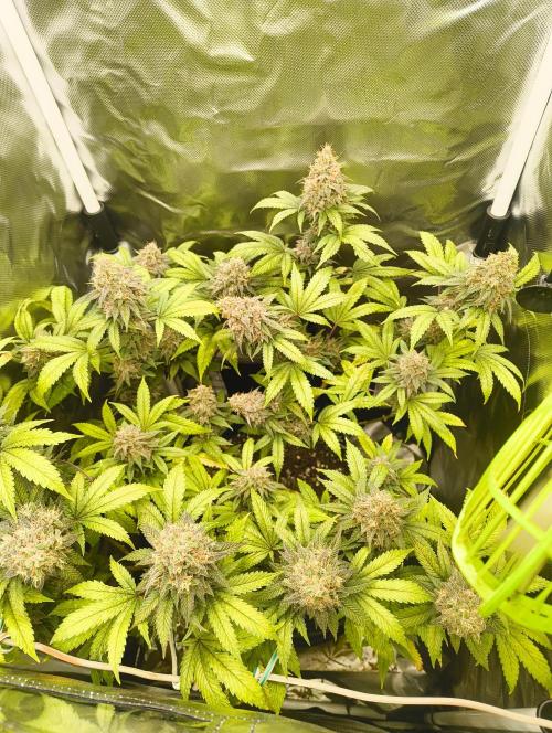 GOAT Tropicana FF. Week 18 - 10.04.26