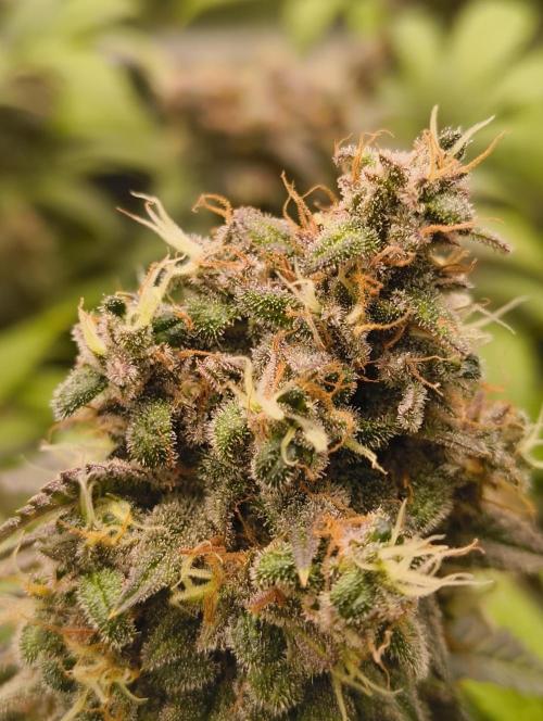 GOAT Tropicana FF. Week 19 - 18.04.26