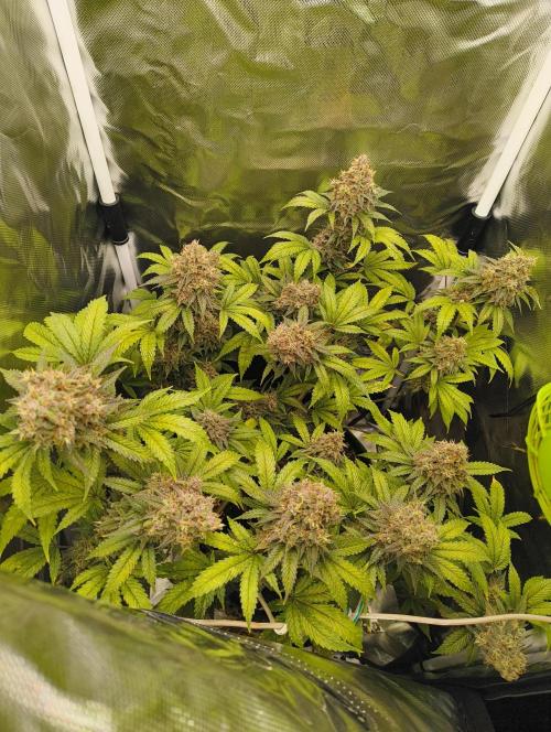 GOAT Tropicana FF. Week 19 - 18.04.26