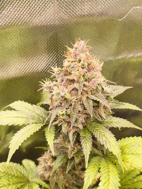 GOAT Tropicana FF. Week 19 - 18.04.26