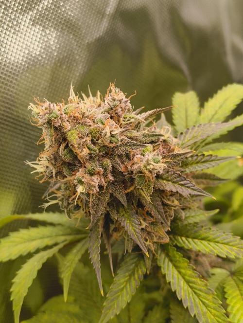 GOAT Tropicana FF. Week 19 - 18.04.26