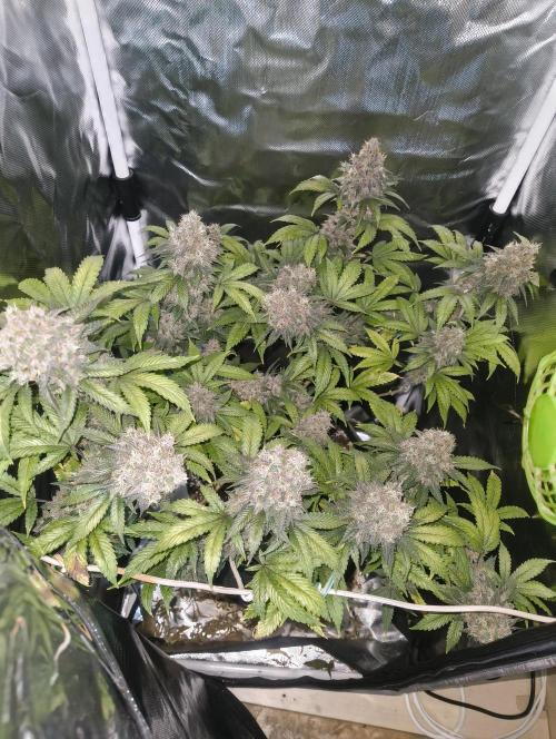 GOAT Tropicana FF. Week 19 - 18.