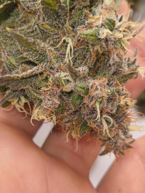 GOAT Tropicana FF. Week 20 - 20.04.26
