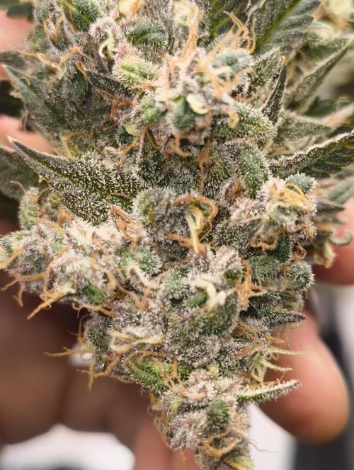 GOAT Tropicana FF. Week 20 - 20.04.26
