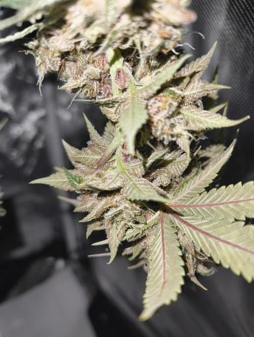 GOAT Tropicana FF. Week 20 - 20.04.26