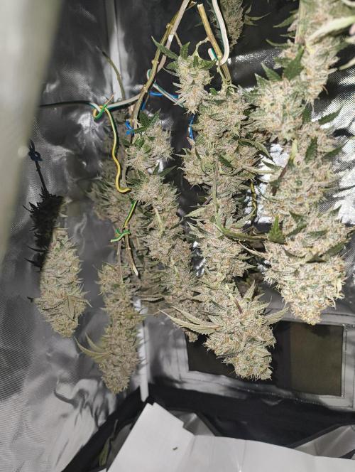 GOAT Tropicana FF. Week 20 - 20.04.26