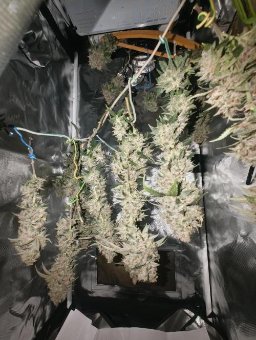 GOAT Tropicana FF. Week 20 - 20.04.26