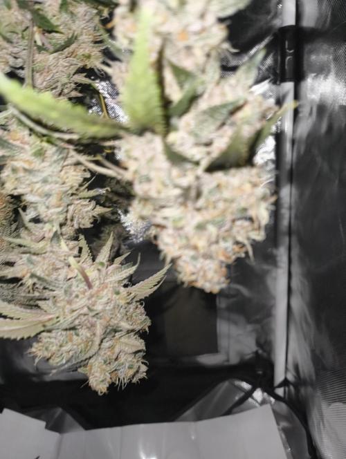 GOAT Tropicana FF. Week 20 - 20.04.26