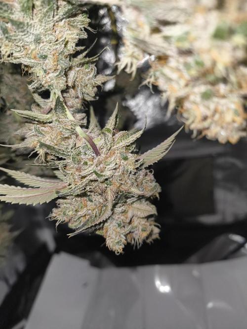 GOAT Tropicana FF. Week 20 - 20.04.26