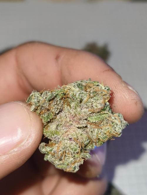 GOAT Tropicana FF. Week 20 - 73 gram dry weight 