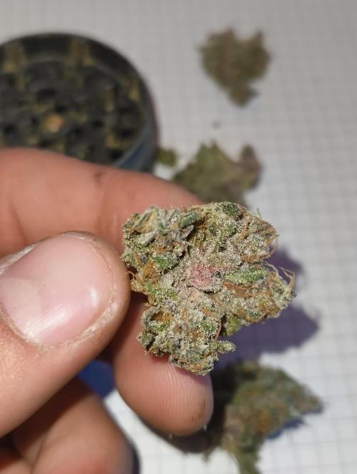 GOAT Tropicana FF. Week 20