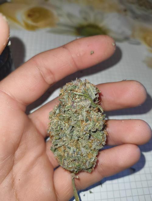 GOAT Tropicana FF. Week 20