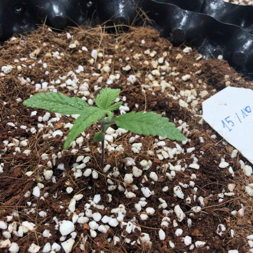 Autoflower - 4 girls - 2 strain. Week 2 - Dark Devil2