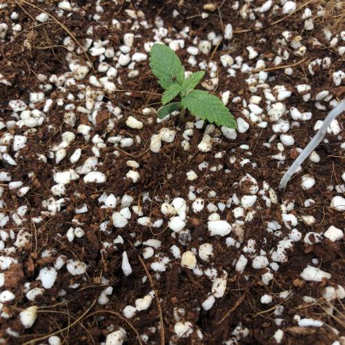 Autoflower - 4 girls - 2 strain. Week 2 - Gorilla Glue