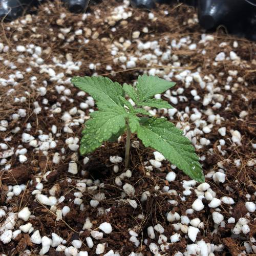 Autoflower - 4 girls - 2 strain. Week 2 - Green Crack3