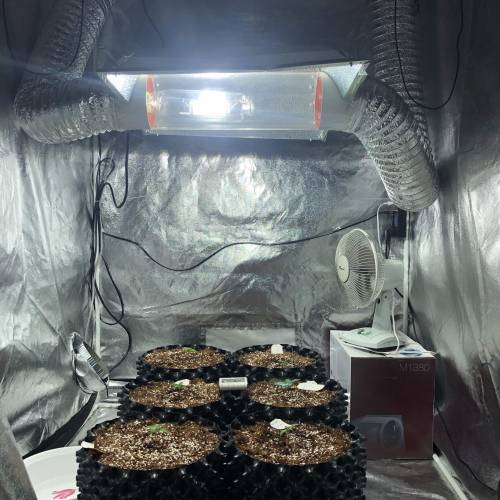 Autoflower - 4 girls - 2 strain. Week 2