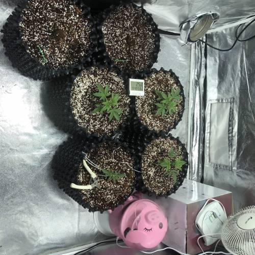 Autoflower - 4 girls - 2 strain. Week 3