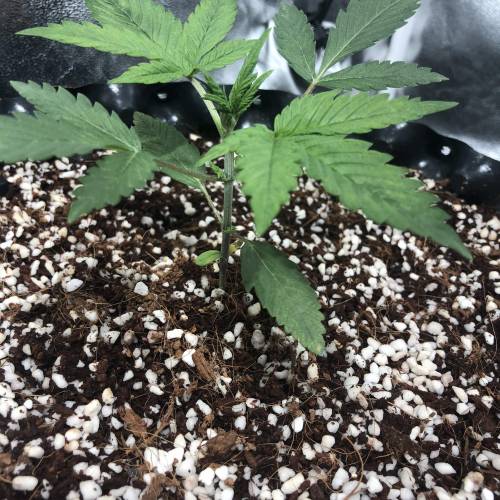 Autoflower - 4 girls - 2 strain. Week 3 - Dark devil