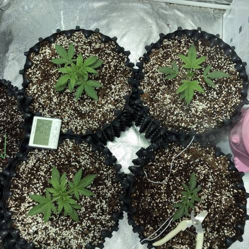 Autoflower - 4 girls - 2 strain. Week 3