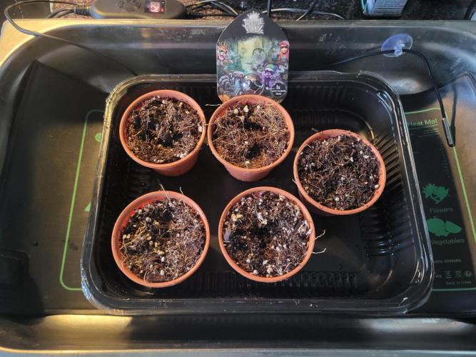 FirstTimeAutoseeds(Giveaways Cannafair). Week 0 - Die Kei