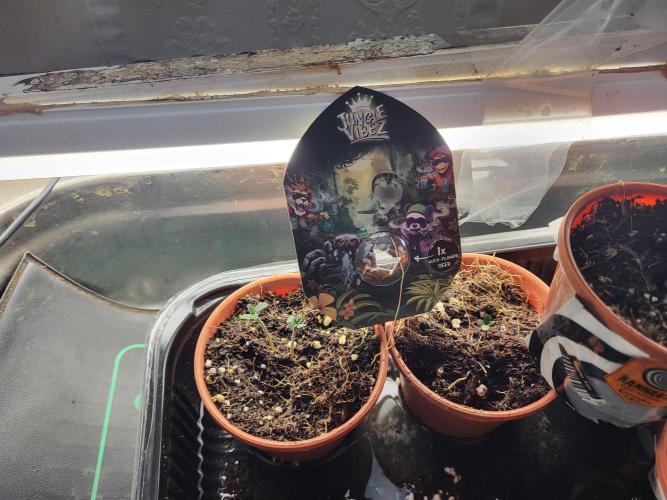 FirstTimeAutoseeds(Giveaways Cannafair). Week 0 - Irgendwie sind 2 Seeds in einem Pott gelandet