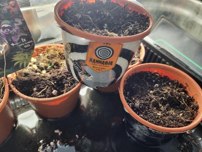 FirstTimeAutoseeds(Giveaways Cannafair). Week 0