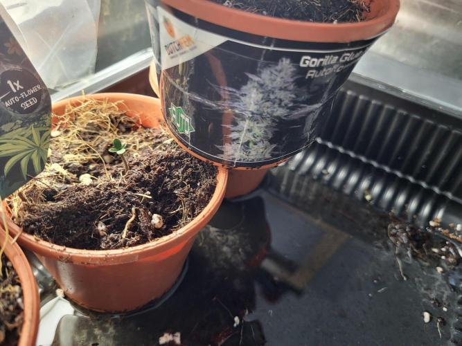 FirstTimeAutoseeds(Giveaways Cannafair). Week 0