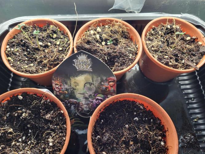 FirstTimeAutoseeds(Giveaways Cannafair). Week 0