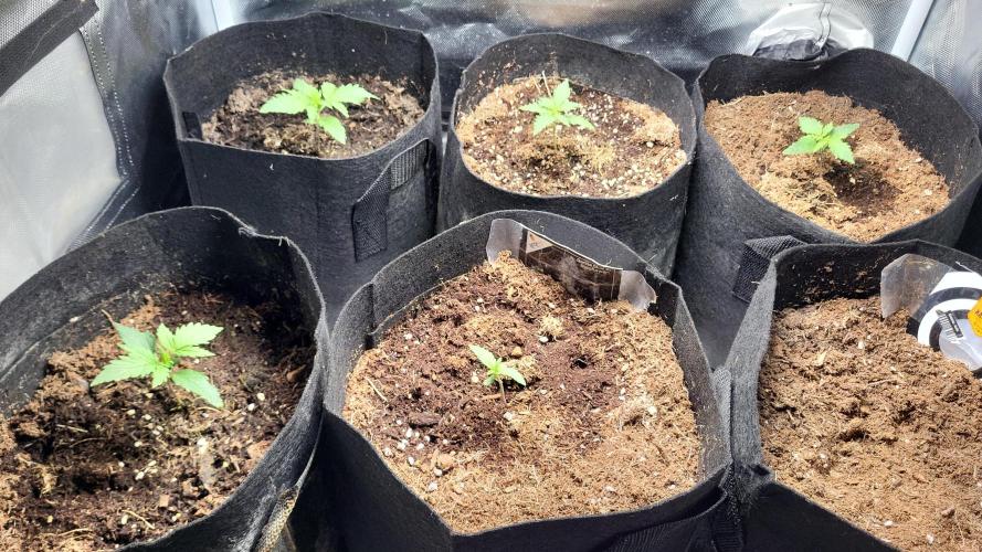 FirstTimeAutoseeds(Giveaways Cannafair). Week 1 - Habe die Ladys jetzt im Endtopf mal sehen wie sie darauf klarkommen
.