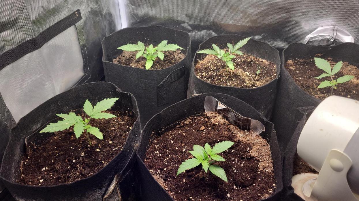 FirstTimeAutoseeds(Giveaways Cannafair). Week 2 - Sie sind einfach weitergewachsen ohne stress beim umtopfen