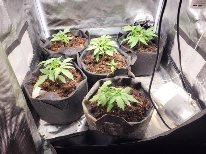 FirstTimeAutoseeds(Giveaways Cannafair). Week 3