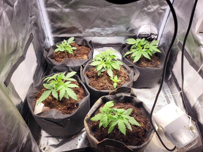FirstTimeAutoseeds(Giveaways Cannafair). Week 3