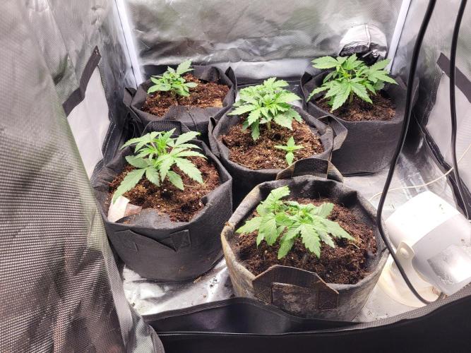 FirstTimeAutoseeds(Giveaways Cannafair). Week 3