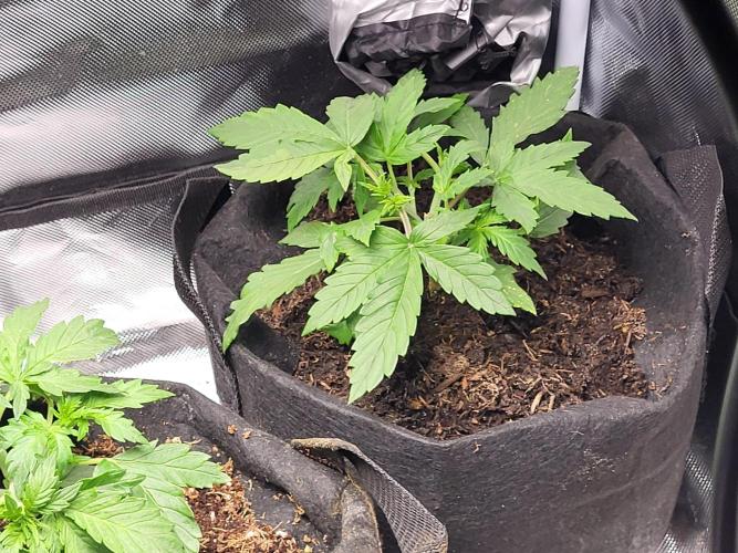 FirstTimeAutoseeds(Giveaways Cannafair). Week 3