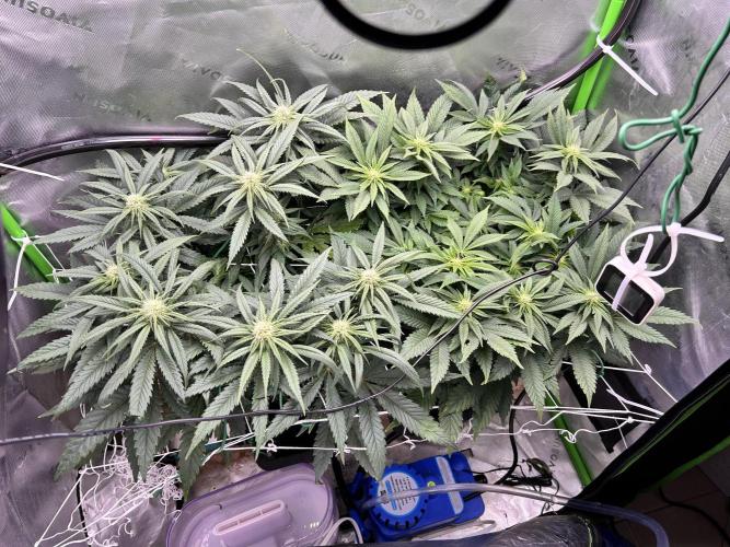 Winter Shorties. Week 6 - PE on right, SZ on left