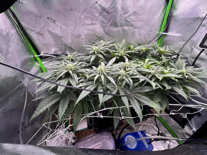 Winter Shorties. Week 6