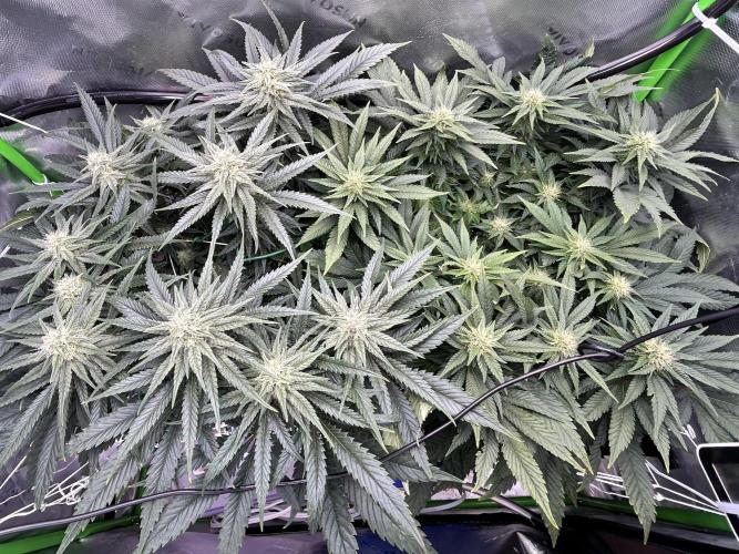 Winter Shorties. Week 7