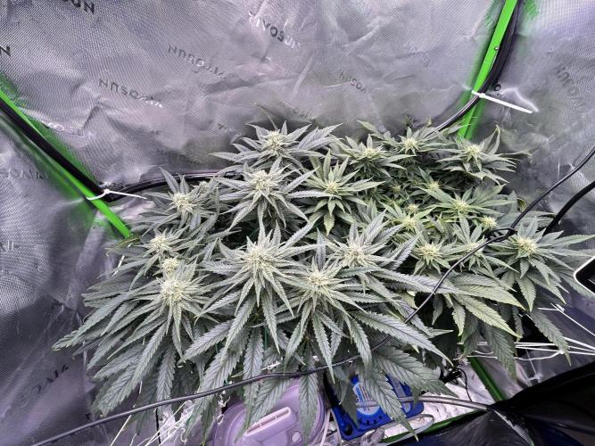 Winter Shorties. Week 7