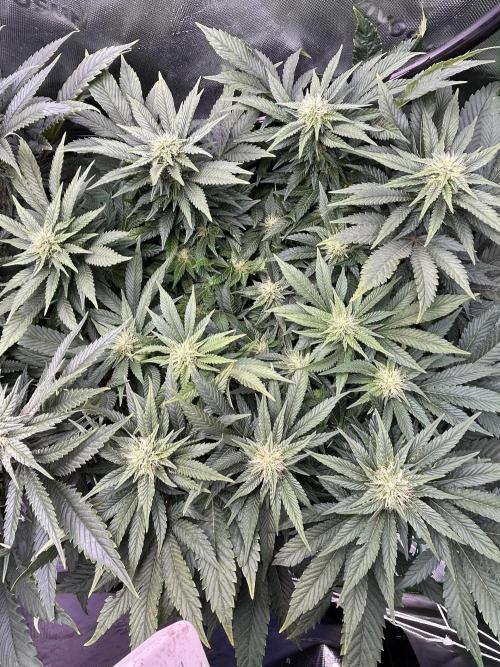 Winter Shorties. Week 7 - Sweet Z