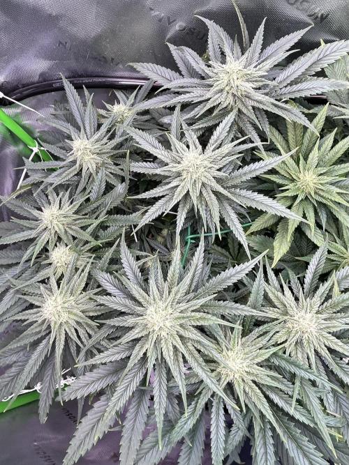 Winter Shorties. Week 7 - PE