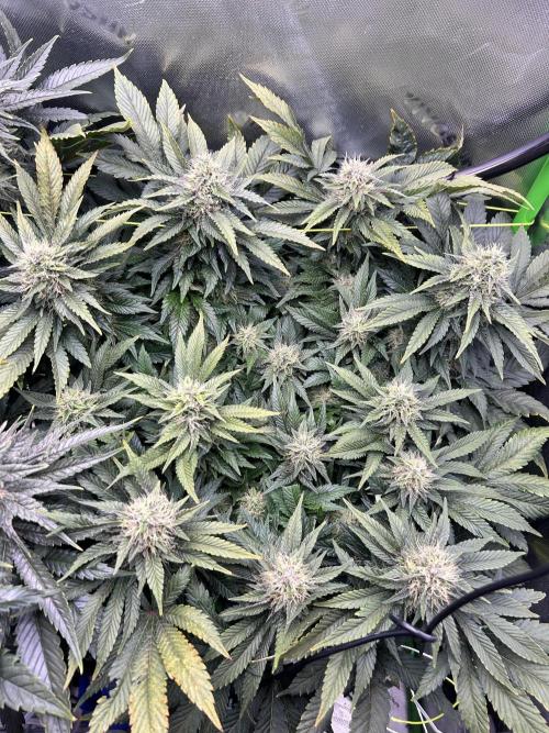 Winter Shorties. Week 8