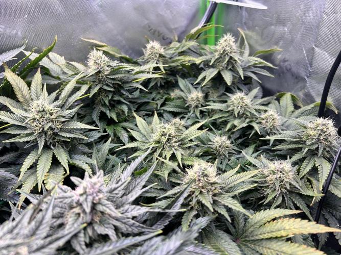 Winter Shorties. Week 8